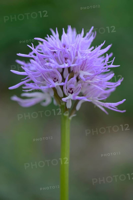 Naked man orchid