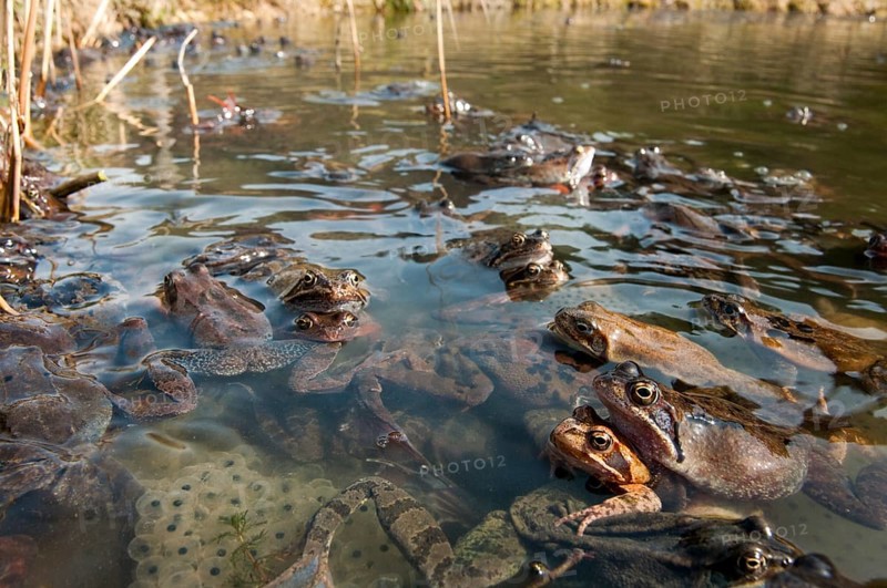 Common frog