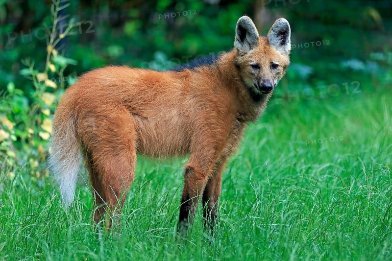 Maned wolf