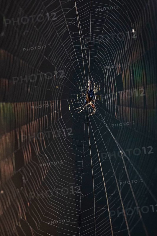 European garden spider