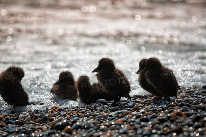 Several common eiders