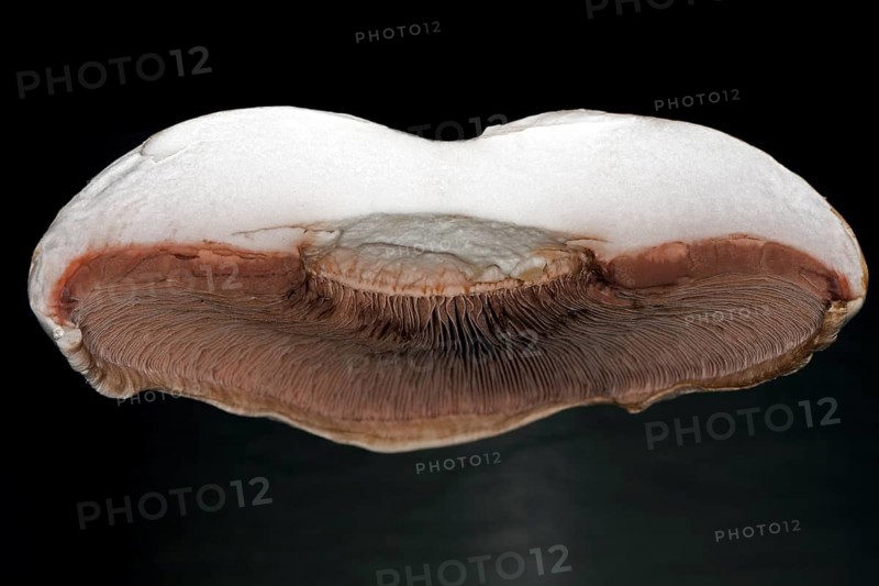 Close-up of the brown lamellae of a halved horse mushroom