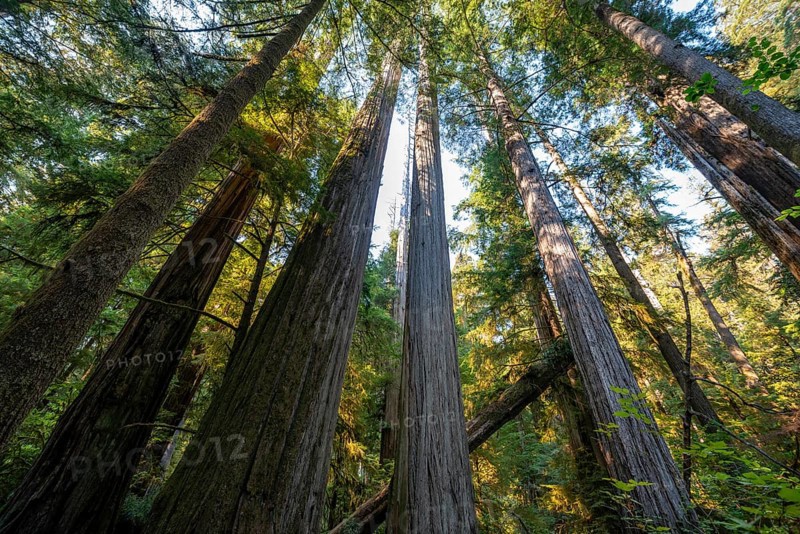 Coastal sequoia trees
