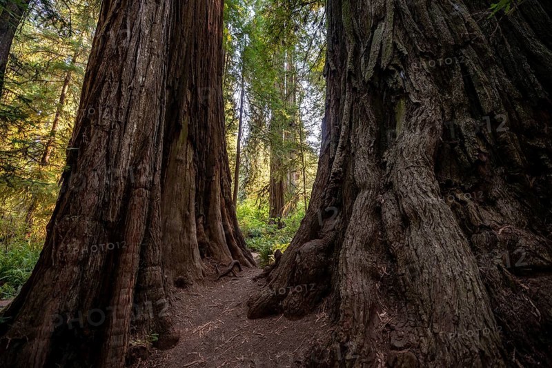 Trunks of two redwoods