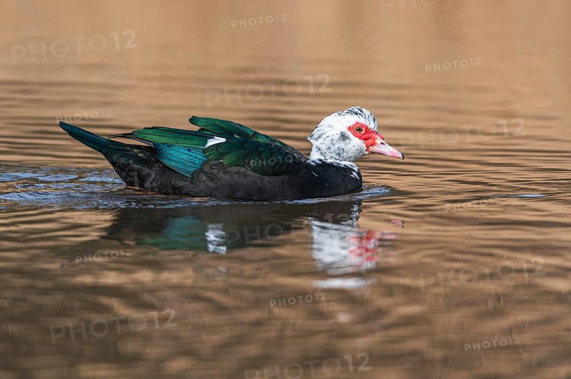 Muscovy Duck