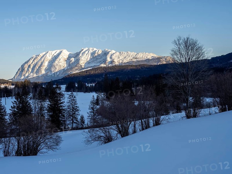 Trees in winter landscape