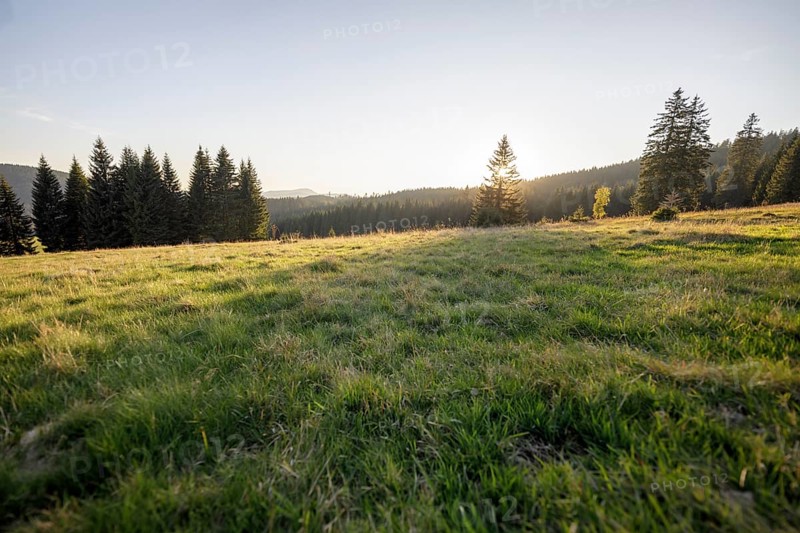 Meadow in the forest at sunrise in Todtnauberg