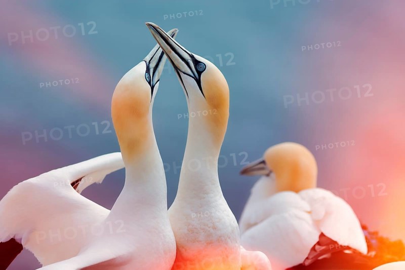 Northern gannet
