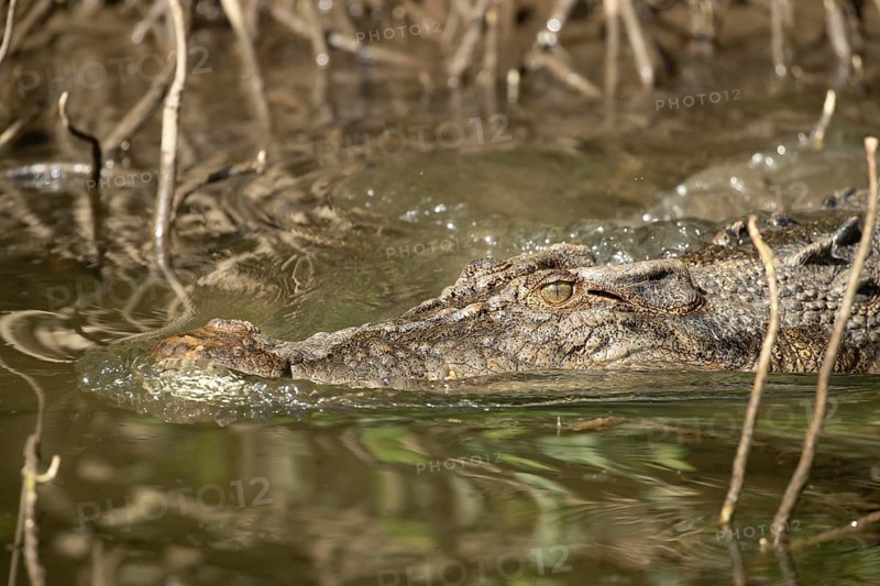 Saltwater crocodile