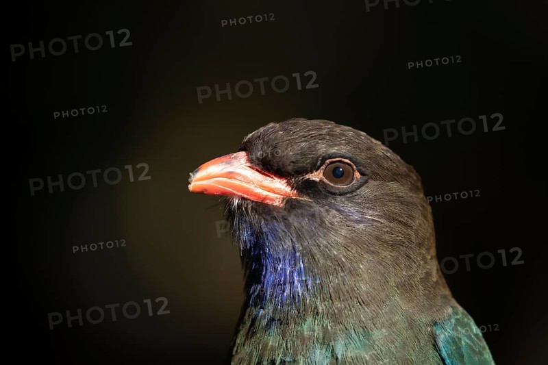 Oriental dollarbird