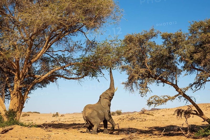 African Elephant