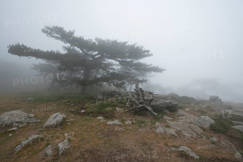 European black pines