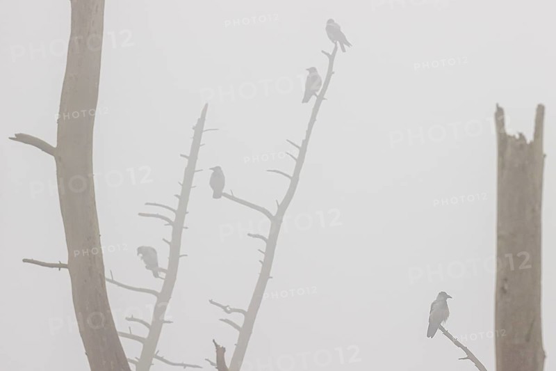 Hooded crow
