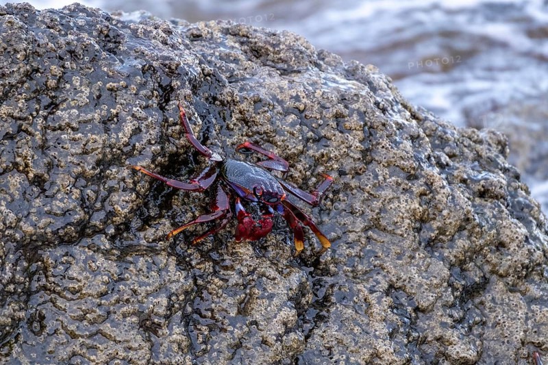 Red rock crab