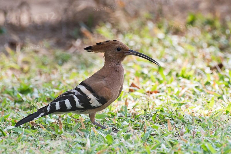 Hoopoe
