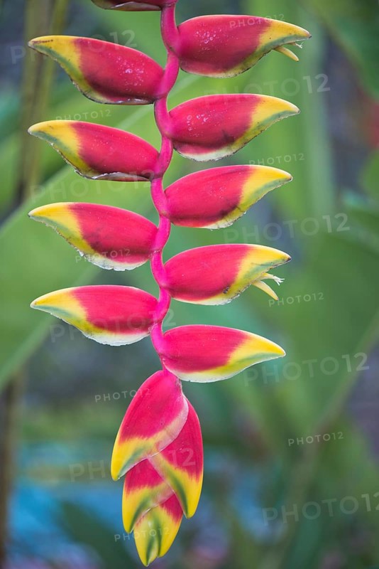False bird-of-paradise