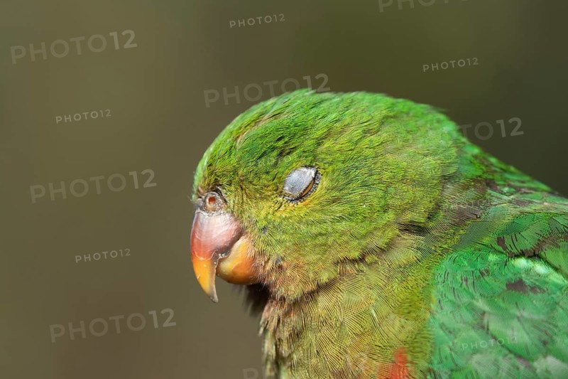 Australian King Parrot