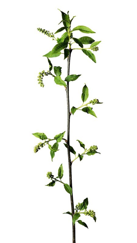 Bare rock pear