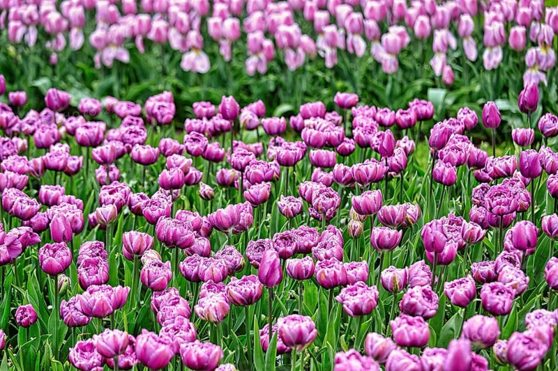 Purple tulips