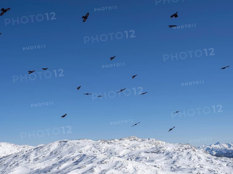 Alpine chough