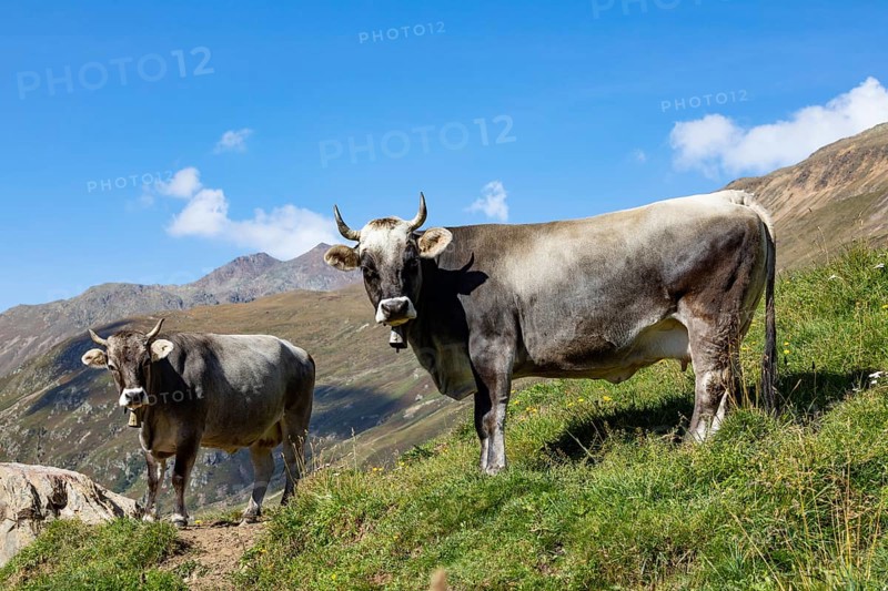 Cows on the alpine pasture in Rofental