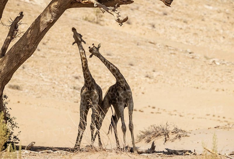 Angolan Giraffe