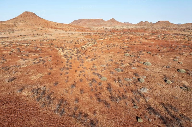 Arid land after years of drought planted with poisonous and resistant Damara milkbush