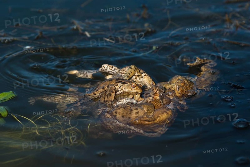 Common toad