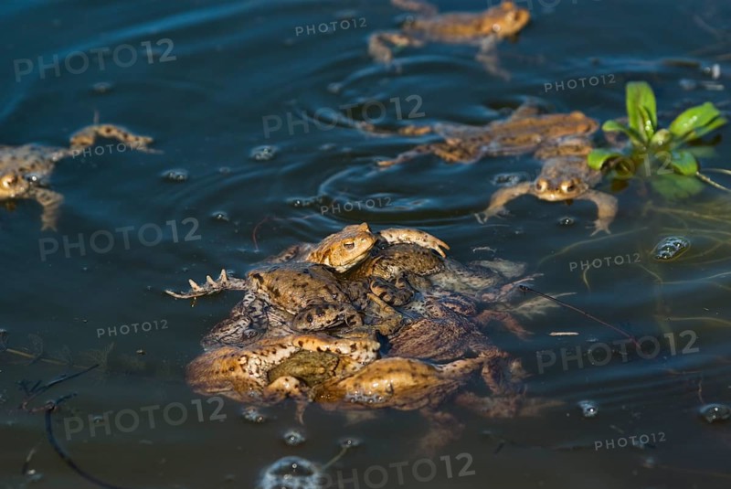 Common toad