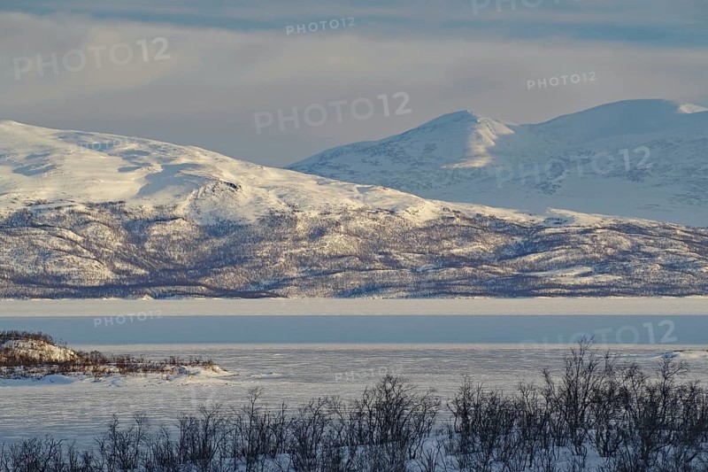 Snowy landscape and birch trees