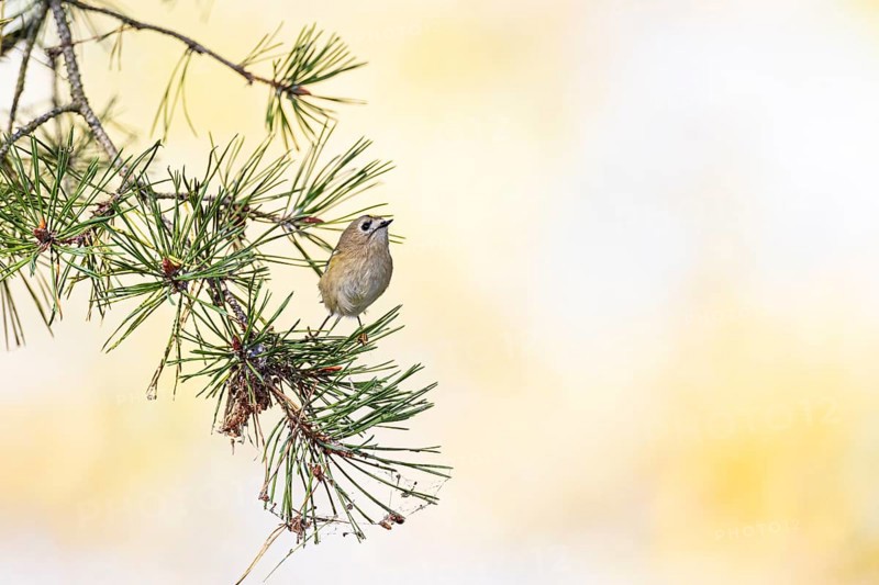 Goldcrest