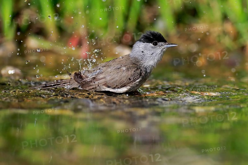 Blackcap