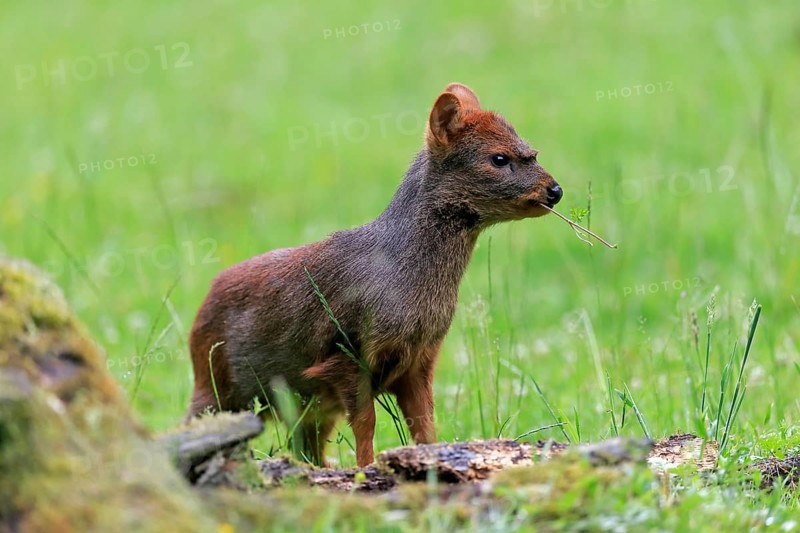 Southern pudu