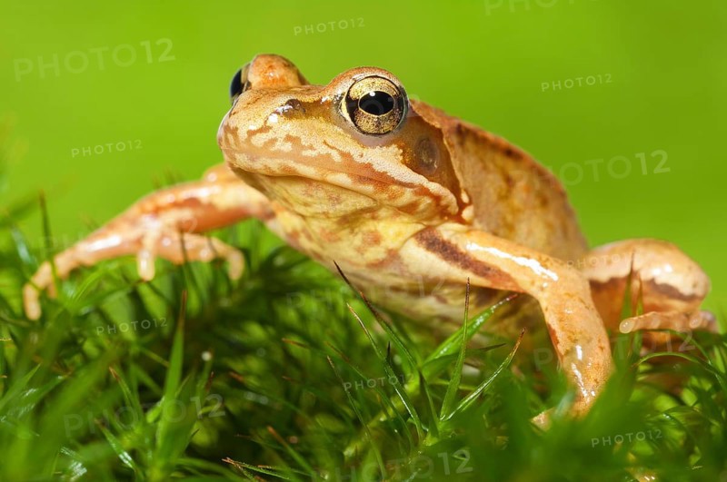 Common frog