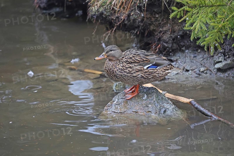 Mallard