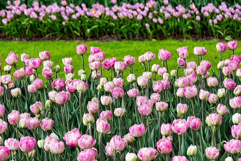 Pink tulips