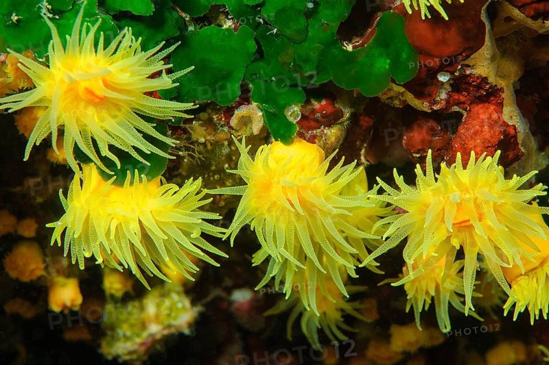 Tree coral