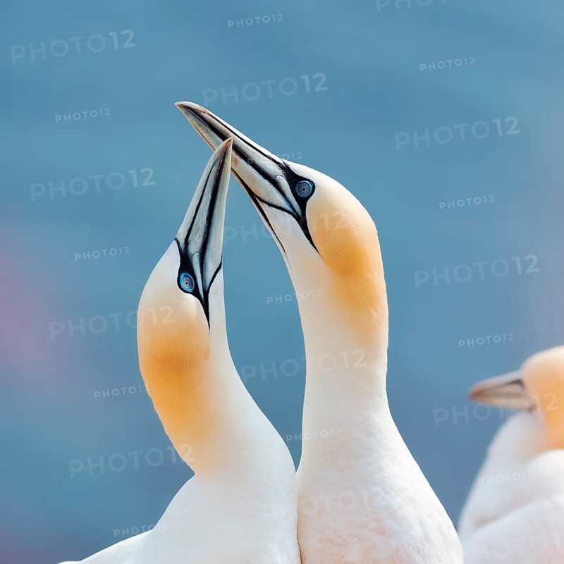 Northern gannet