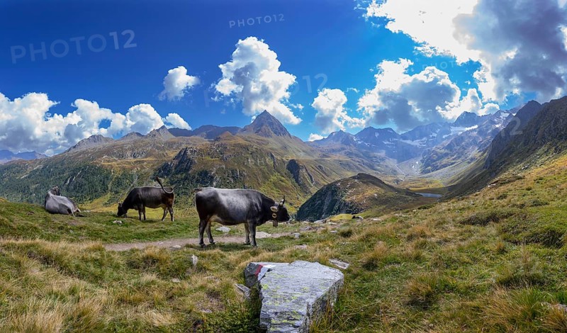 Alpine pasture farming