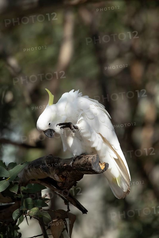 Sulphur-crested cockatoo