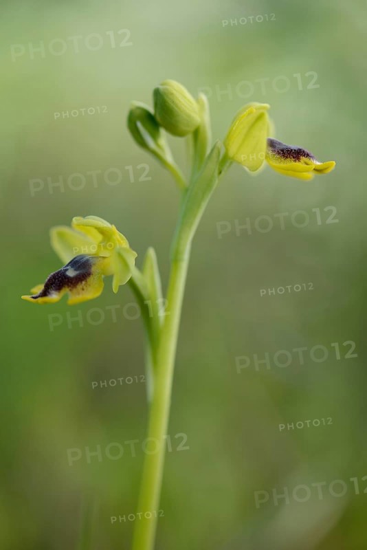 Yellow ophrys