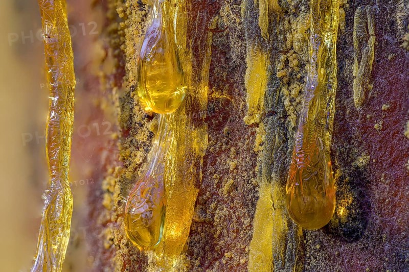 Tree resin of a european black pine