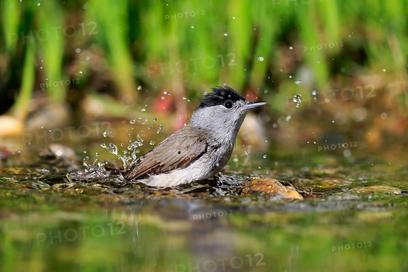 Blackcap