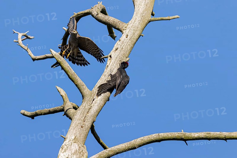 Eurasian sparrowhawk