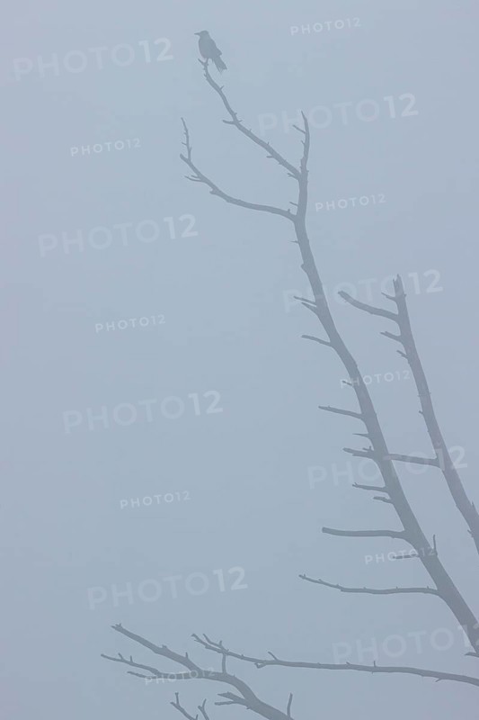 Hooded crow