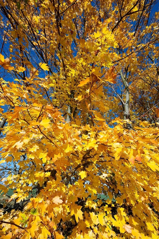 Norway maple