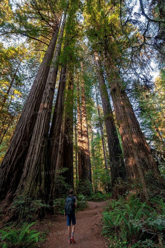 Hiker on trail through forest with coast redwoods