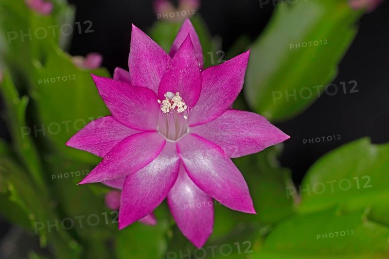 Red flower of a Schlumbergera from the cactus