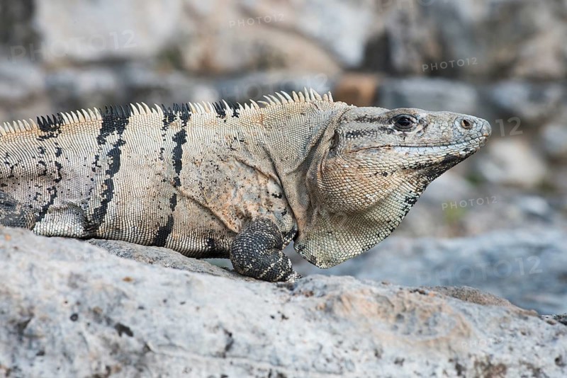 Black spiny-tailed iguana