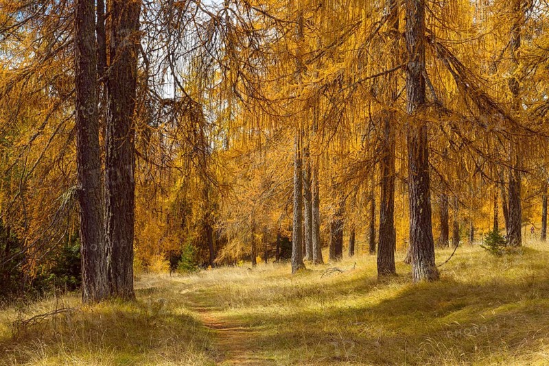 Beautifully colored larches near Cortina d'Ampezzo